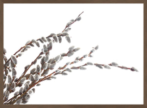 Pussy-Willow Twigs II
