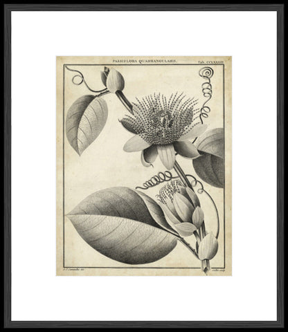 Biella Art framed prints melbourne