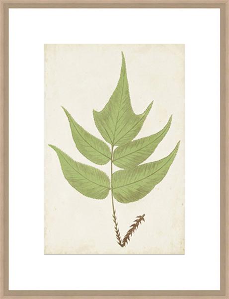 Fern Family VII