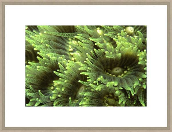 Biella Art framed prints melbourne