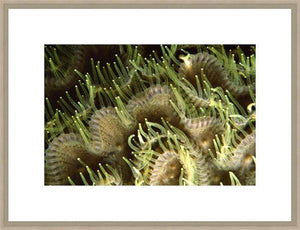 Biella Art framed prints melbourne