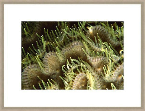 Biella Art framed prints melbourne