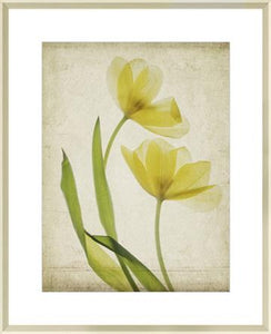 Parchment Flowers IV