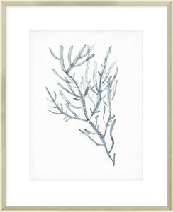 Seaweed Specimens Iii