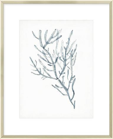 Seaweed Specimens Iii