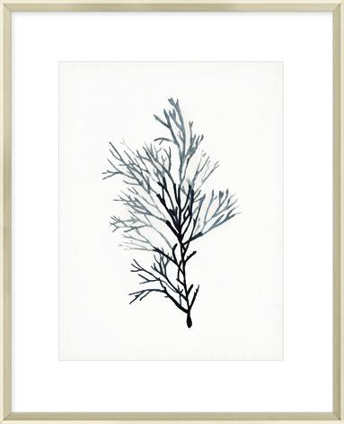 Seaweed Specimens Iv