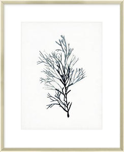 Seaweed Specimens Iv