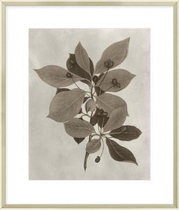 Biella Art framed prints melbourne
