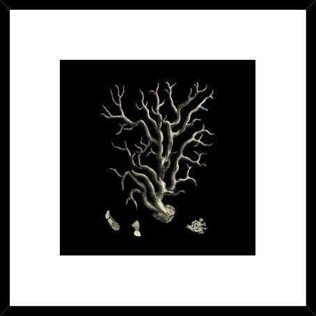Black And Tan Coral I