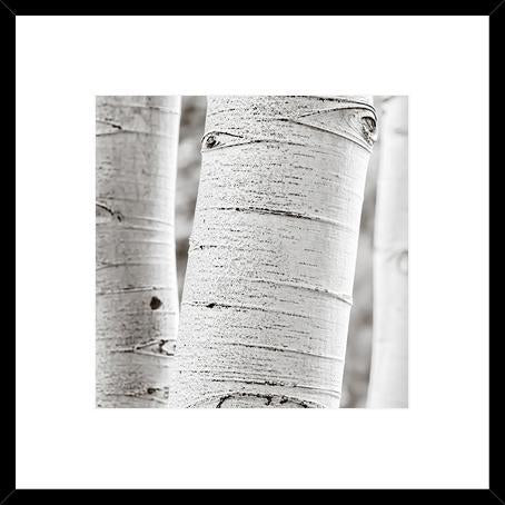 Birches In Gray II
