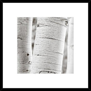 Birches In Gray II