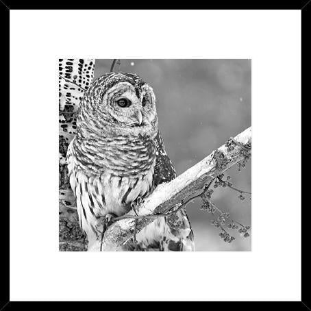 Biella Art framed prints melbourne