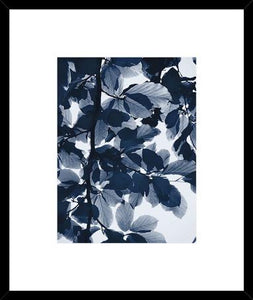 Indigo Leaves