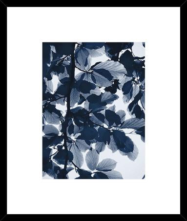 Indigo Leaves