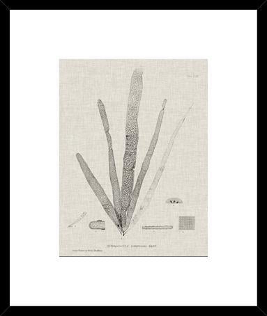 Charcoal And Linen Seaweed Ii