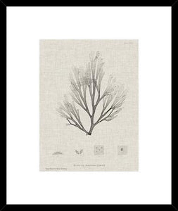 Charcoal And Linen Seaweed Iii