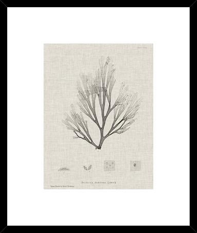 Charcoal And Linen Seaweed Iii
