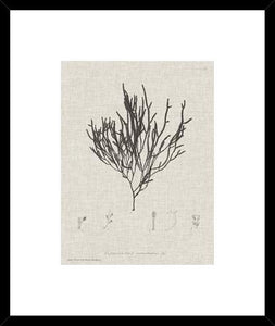 Charcoal And Linen Seaweed Iv