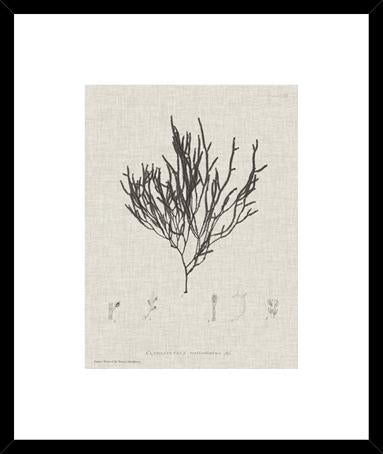 Charcoal And Linen Seaweed Iv