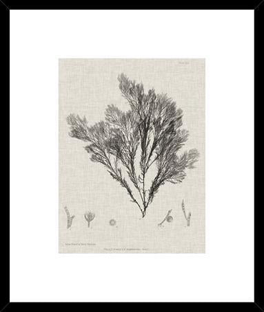 Biella Art framed prints melbourne