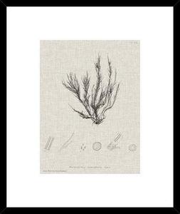 Charcoal And Linen Seaweed Vi