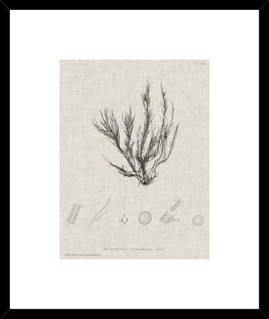 Charcoal And Linen Seaweed Vi