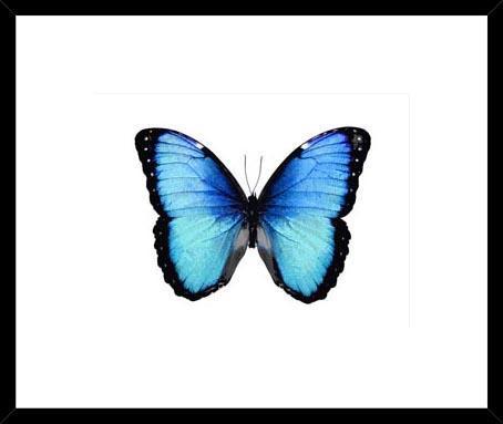 Biella Art framed prints melbourne