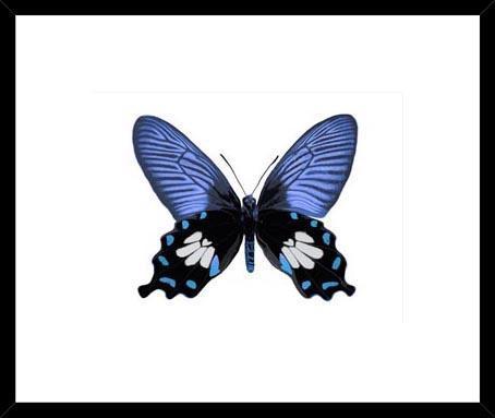 Biella Art framed prints melbourne