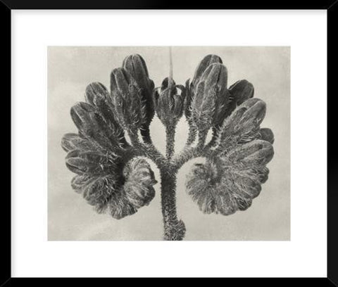 Biella Art framed prints melbourne