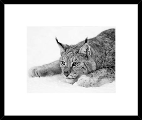 Biella Art framed prints melbourne