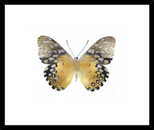 Biella Art framed prints melbourne