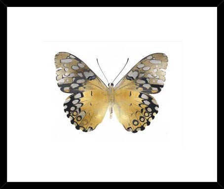 Biella Art framed prints melbourne