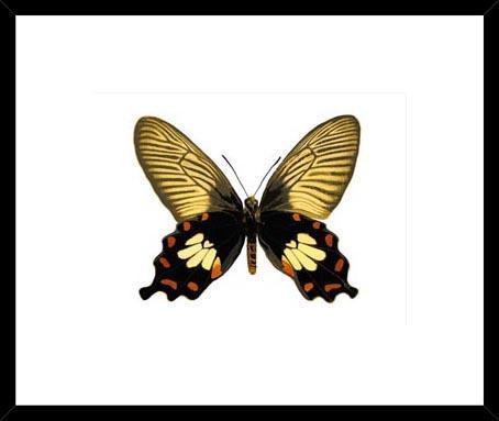 Biella Art framed prints melbourne