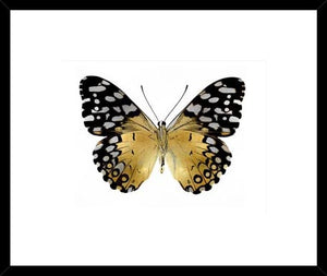 Biella Art framed prints melbourne