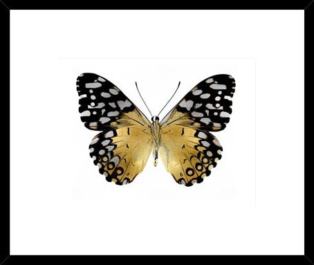 Biella Art framed prints melbourne