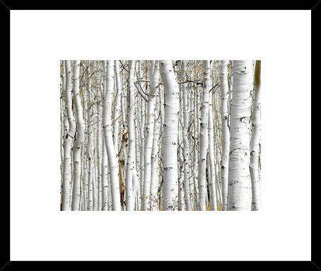 Birch Wood
