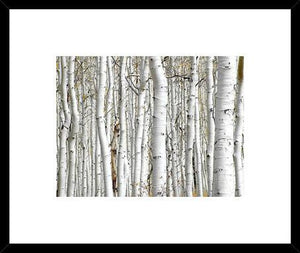 Birch Wood
