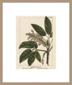 Biella Art framed prints melbourne