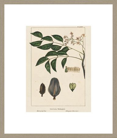 Mahogany Tree