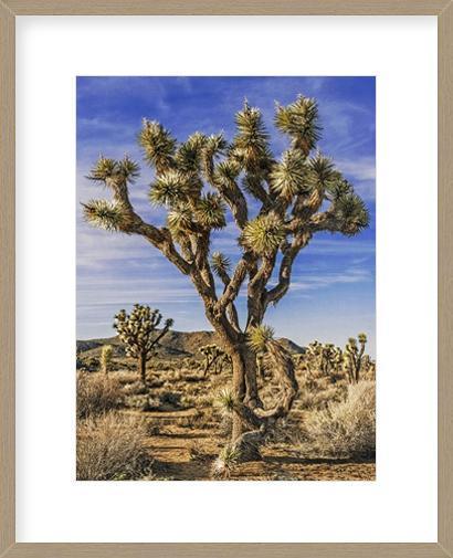 Biella Art framed prints melbourne