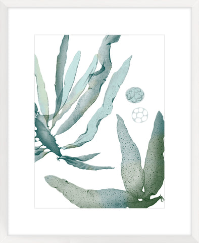 Seaside Seaweed IV