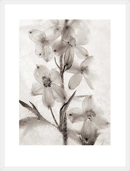 Biella Art framed prints melbourne