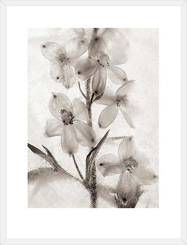 Biella Art framed prints melbourne
