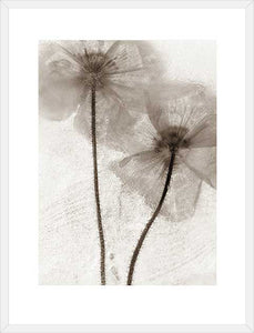 Biella Art framed prints melbourne