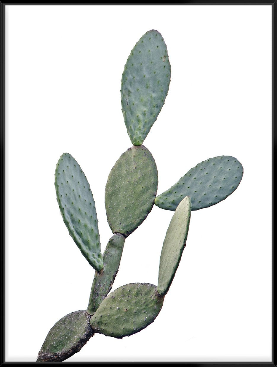 Barberry Fig Cactus 103X103Cm / Black