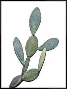 Barberry Fig Cactus 103X103Cm / Black