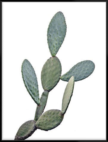 Barberry Fig Cactus 103X103Cm / Black