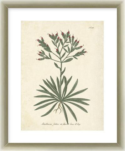 Botanica Anchusa