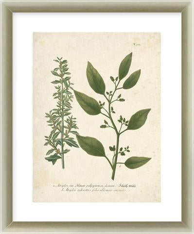 Botanica Atriplex