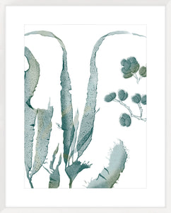 Seaside Seaweed III